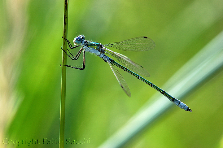 Lestes dryas!